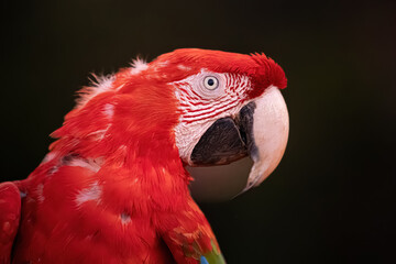 Adult Red and green Macaw