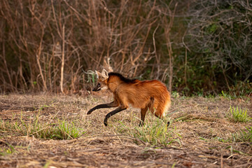 Animal Maned Wolf