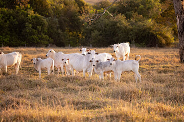 nelore cattle on dry pasture