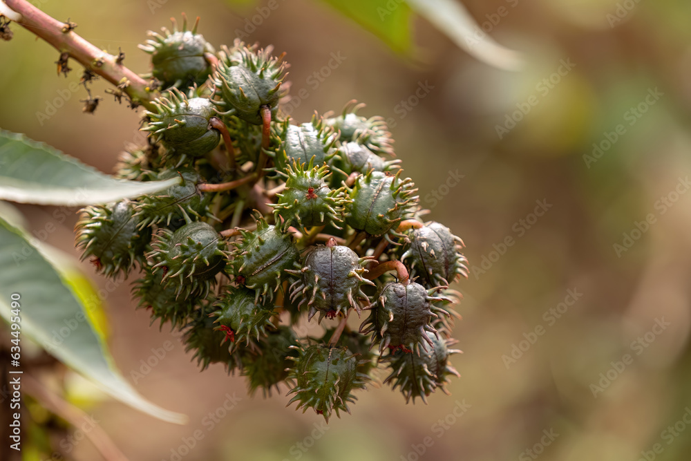 Canvas Prints green castor bean plant