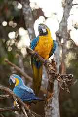 Adult Blue-and-yellow Macaw