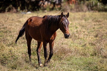 Fototapeta premium animal horse in farm pasture field