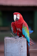 Adult Red and green Macaw