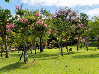 奈良公園浮雲園地の鹿と百日紅の花