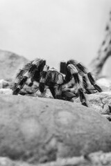 tarantula in black and white