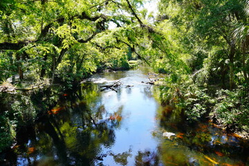 landscape of Hillsborough river state park at Tampa, Florida	
