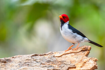 Yellow-billed cardinal, pantanal, brazil