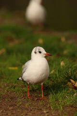black headed gull
