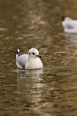 two white ducks
