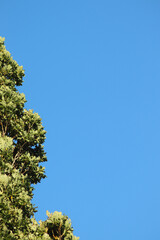pine tree against sky
