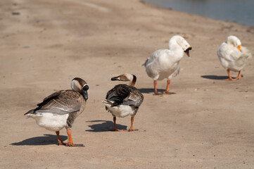 Geese are cleaning themselves.Selective focus on geese.