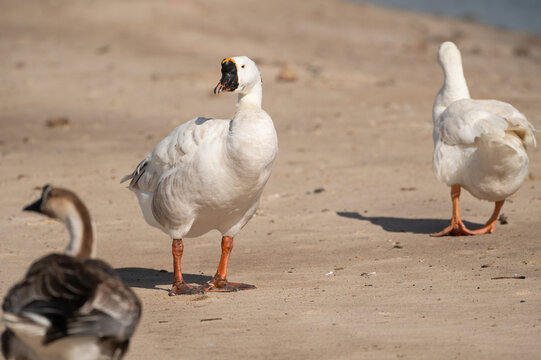 Geese are cleaning themselves.Selective focus on geese.