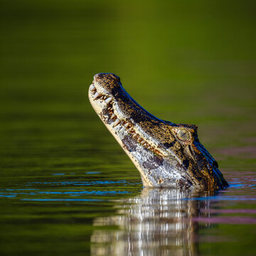Caiman, Pantanal, Brazil