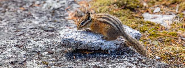 Chipmunk on top of Chief Mountain in Squamish, BC, Canada