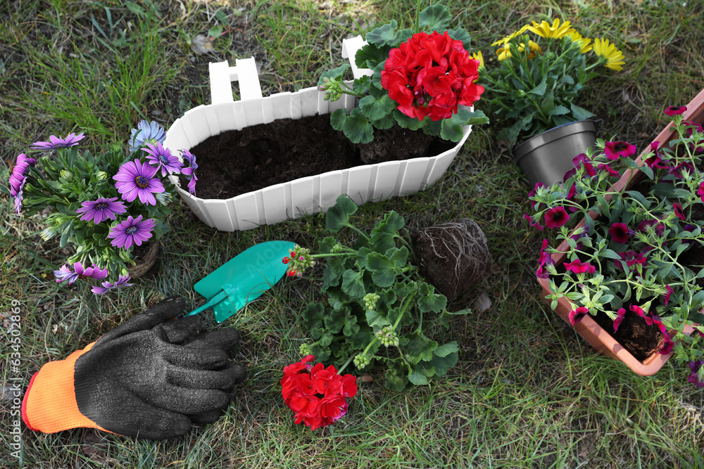 Wall mural Beautiful flowers in pots, rubber gloves and trowel on grass, above view