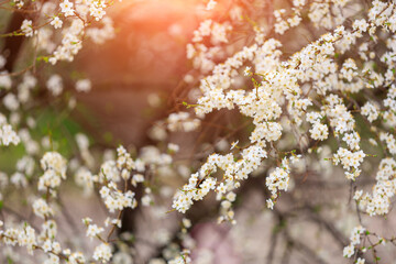 Twigs of flowering fruit trees with selective focus, toned. Spring background with copy space
