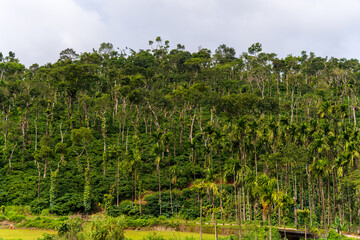 coffee farm in the mountains of Mudigere, India