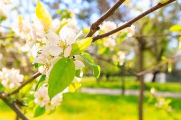 Fruit tree flower in early spring with selective focus close-up. Spring background with copy space