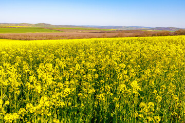 Fototapeta premium Blooming rapeseed field in early spring. Background with selective focus and copy space for text