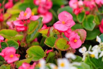 Flowers in the bed Begonia. Greening the urban environment. Background with selective focus