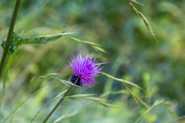 野に咲くアザミ