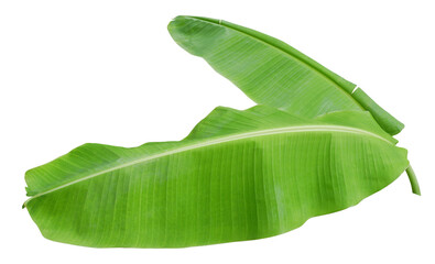 Green banana leaves isolated on transparent background