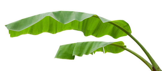 Green banana leaves isolated on transparent background © nunawwoofy