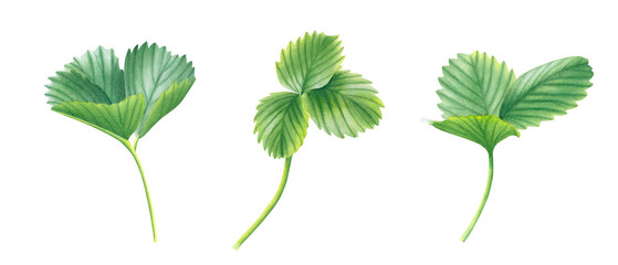 Set of green strawberry leaves isolated on transparent background. Watercolor hand drawn illustration. For advertising, packaging, menus, invitations, business cards, postcards, printing.