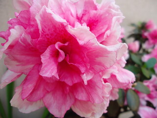 pink rose flower
