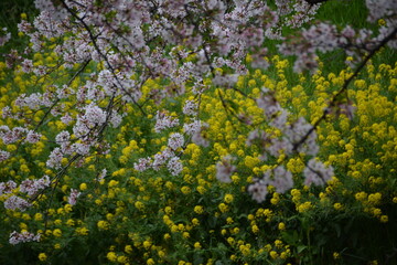 桜と菜の花