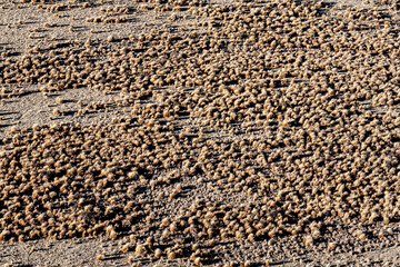 New Zealand Snow Capped Mountains