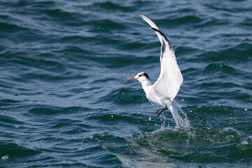 Fototapeta na wymiar Tern flying over the water in Sarasota, Florida