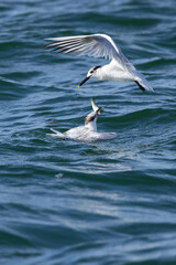 One tern feeds another tern in Sarasota, Florida. It's not clear to me whether this is parental or courtship behavior, but the flying bird gave the fish to the bird in the water.