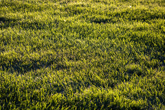 Green Grass During A Sunset #1