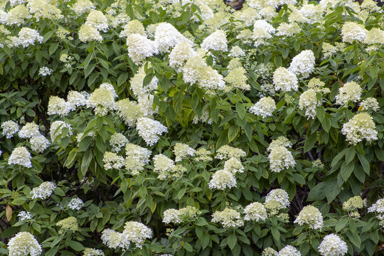 White Flowers In The Bushes #1