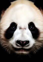 Animal portrait of a panda on a black background conceptual for frame