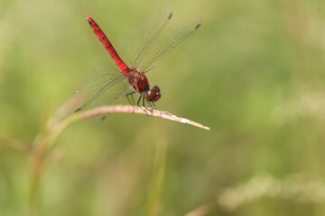 Summer Darter (Sympetrum darwinianum) in Japan