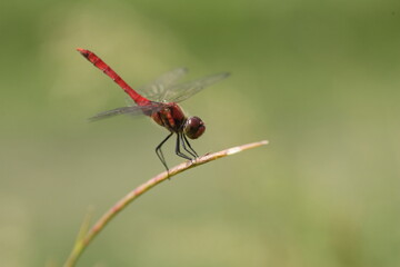 Summer Darter (Sympetrum darwinianum) in Japan