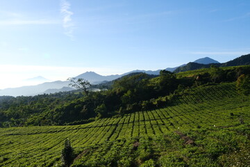 Fototapeta na wymiar green tea plantation in sunny morning with blue sky in Lembang, Bandung