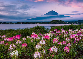 Obraz premium 河口湖から富士山とクリオメの花