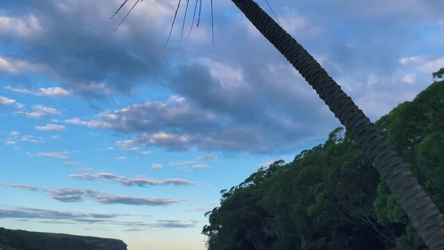 4k Video -Panning views with a palm tree in the foreground and beautiful sky at sunset at Wattamolla Beach and Lagoon in Royal National Park, NSW, Australia.