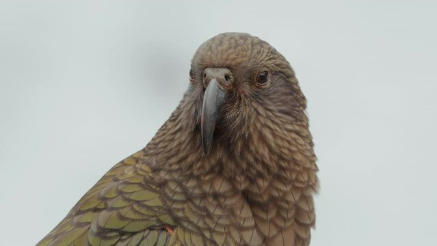 Kea Bird (Nestor notabilis), Alpine Parrot Species Endemic In The South Island Of New Zealand. Close up