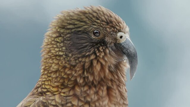 Endemic Alpine Kea Parrot In Fiordland National Park In New Zealand. Close Up