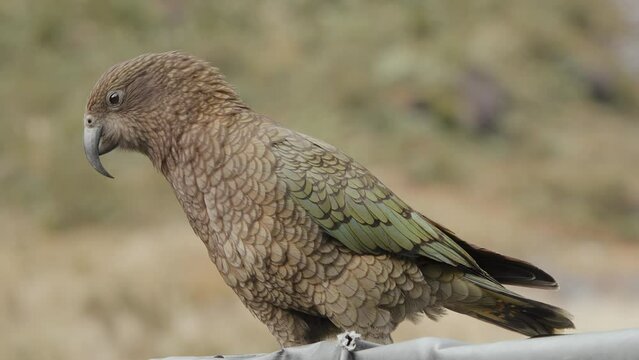 Unusual Large Parrot, Kea Bird In The Alpine Mountains Of Fiordland National Park, New Zealand. Close up