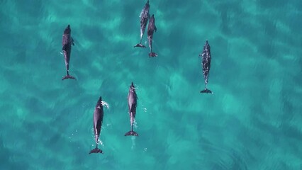 A pod of Dolphins gracefully swimming in the deep blue ocean waters. Close-up drone view