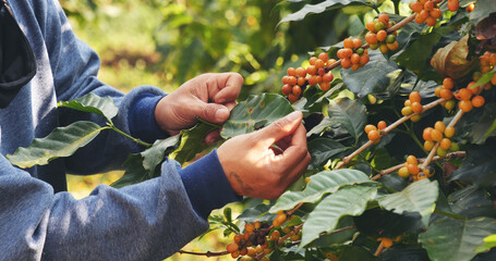 Man Hands harvest yellow coffee bean ripe berries plant fresh seed coffee tree in green eco organic...
