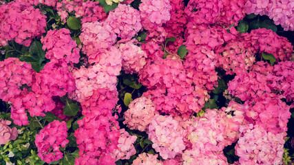 Pink Pastel flower floral soft nature blossom blurred background. Vintage retro romance plum botanical bloom spring season. Blurry Cherry blossom petals plant in beautiful garden. Backdrop template