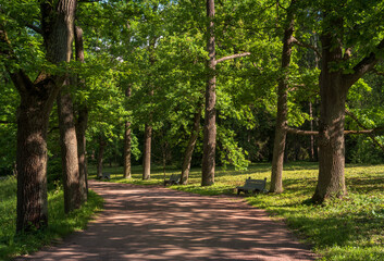 View of the Pilbashennaya alley in Pavlovsky Park on a sunny summer day, Pavlovsk, St. Petersburg, Russia