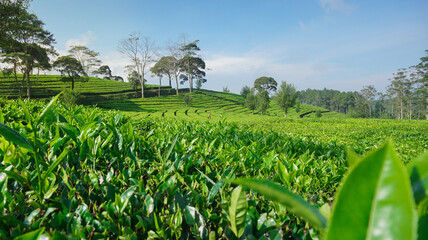 Sukawana tea garden is a beautiful green landscape located in West Bandung, West Java. - obrazy, fototapety, plakaty