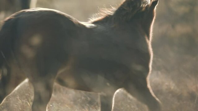 Closeup sunlit wild exmoor pony horse walking around meadow on the middle of pasture area in late autumn nature habitat in Milovice, Czech republic. Protected animals considered as horse ancestor.